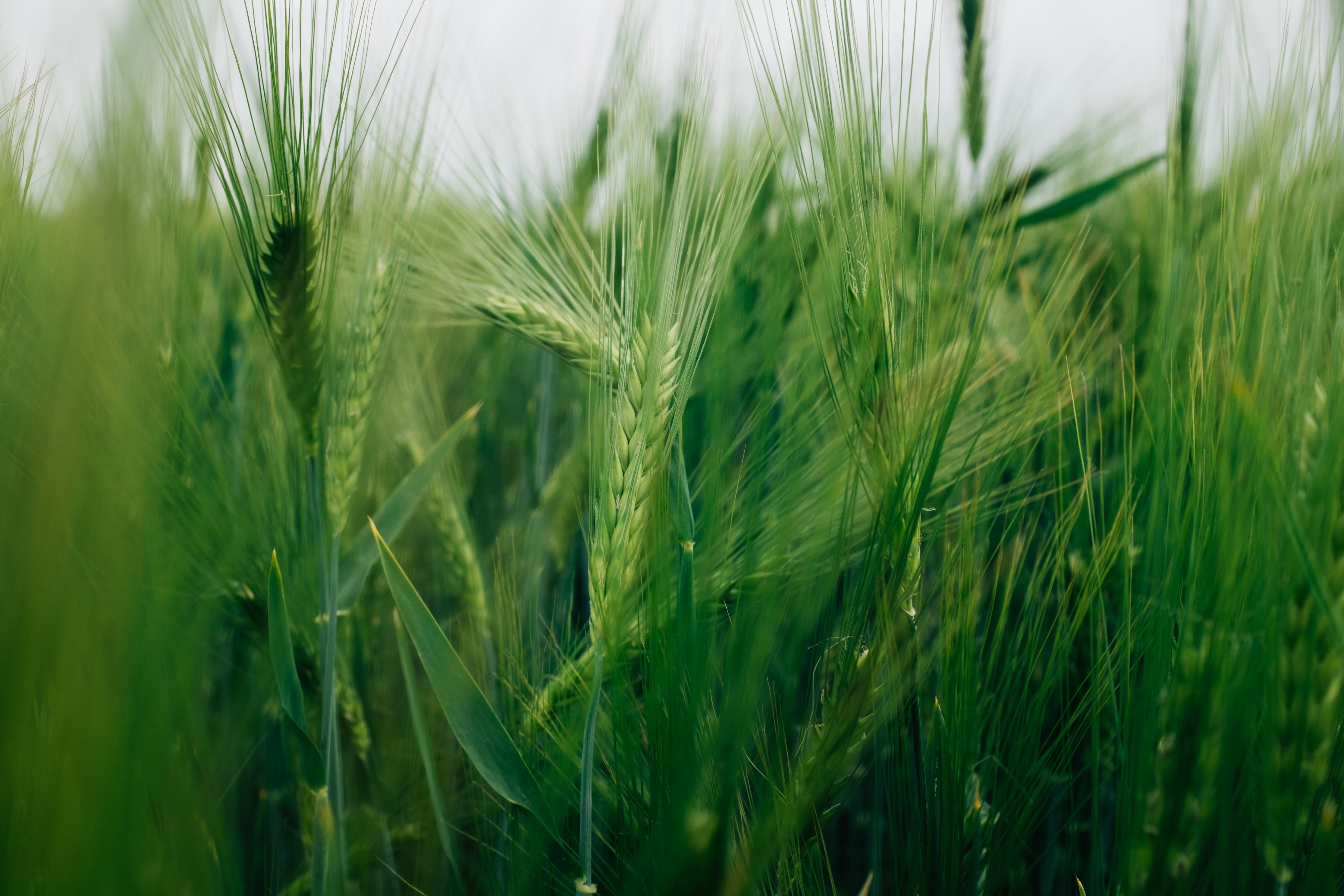 lush-green-wheat-sheafs.jpg